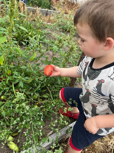 picking tomatoes in the school garden