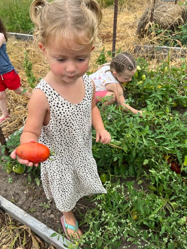 picking tomatoes in the school garden